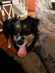 Lost Male Dog last seen Aiden Grifton High school, Ayden, NC 28513