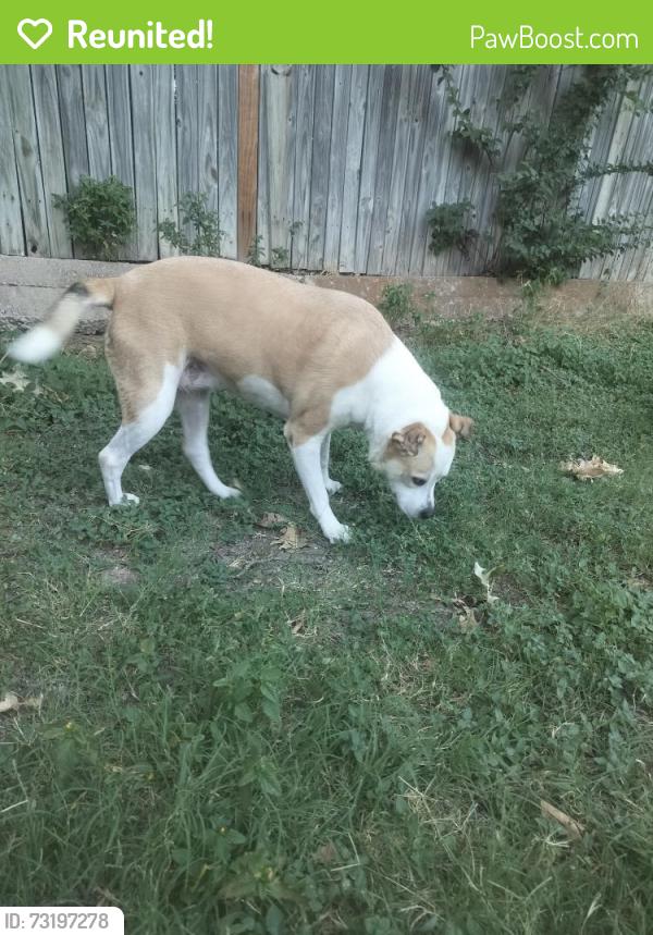 Reunited Female Dog last seen McCart and i-20, Fort Worth, TX 76133