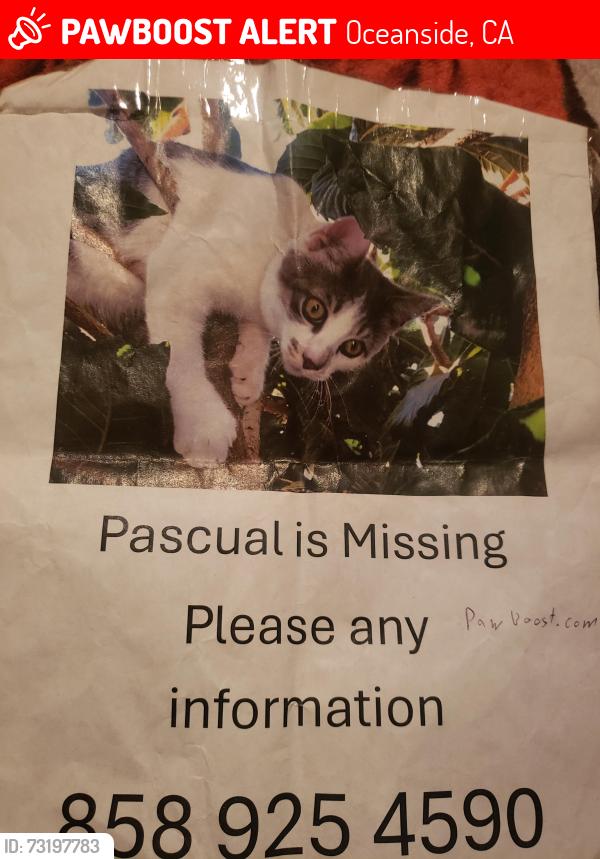 Lost Male Cat last seen Thunder dr. And west wood, Oceanside, CA 92056