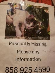 Lost Male Cat last seen Thunder dr. And west wood, Oceanside, CA 92056