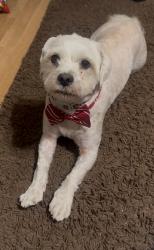 Reunited Male Dog last seen La Sierra and Collett, Riverside, CA 92505