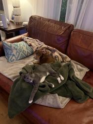 Lost Female Cat last seen Habersham circle Covington,Ga, Walnut Grove, GA 30014