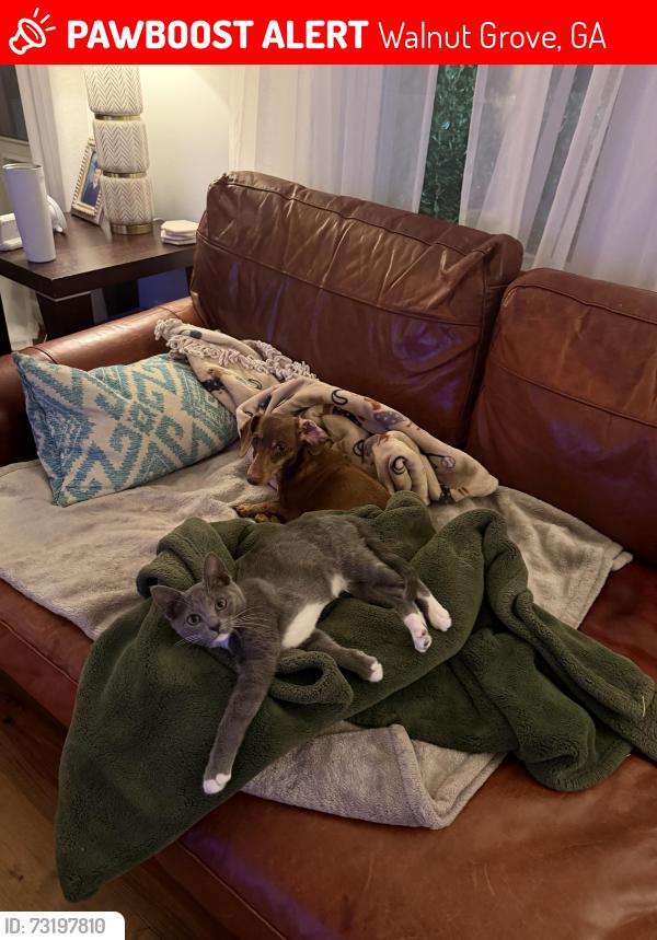 Lost Female Cat last seen Habersham circle Covington,Ga, Walnut Grove, GA 30014