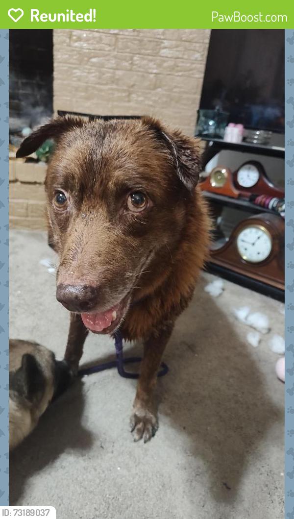 Reunited Male Dog last seen Hickory, Dallas, TX 75217