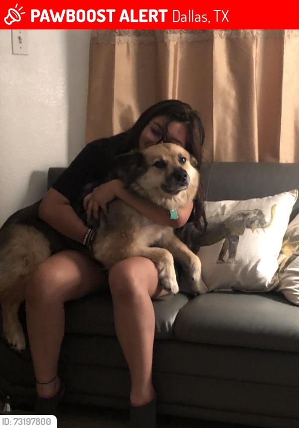 Lost Male Dog last seen Cotillion & Drummond, Dallas, TX 75228