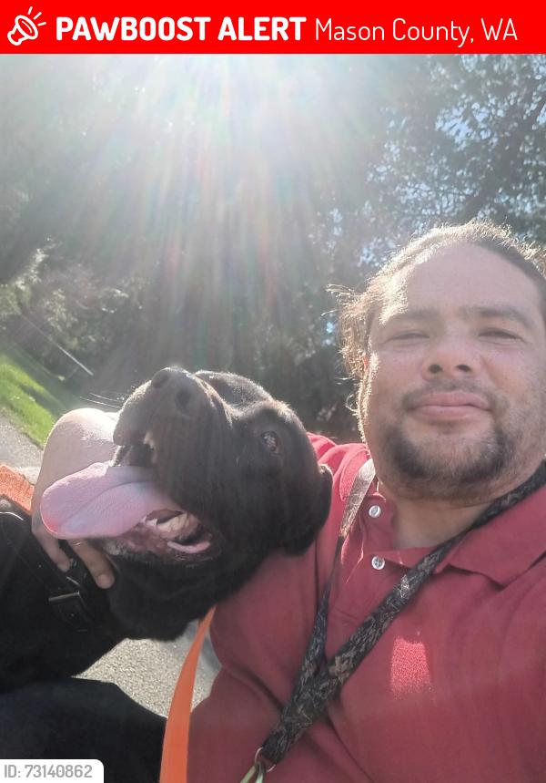 Lost Male Dog last seen Moore ave and popular st, Mason County, WA 98584