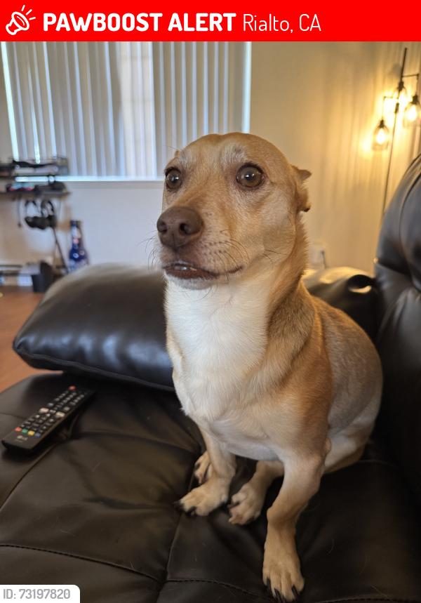 Lost Male Dog last seen Linden Market, Rialto, CA 92377