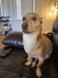 Lost Male Dog last seen Linden Market, Rialto, CA 92377