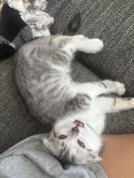 Lost Male Cat last seen Woods at Forest Crossing apmts, Denton, TX 76208