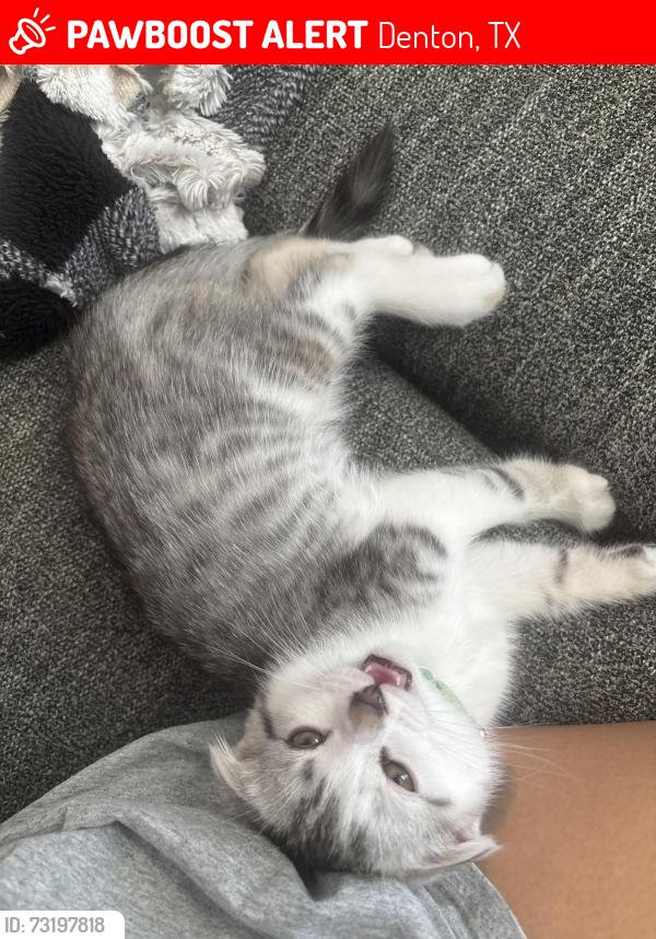 Lost Male Cat last seen Woods at Forest Crossing apmts, Denton, TX 76208
