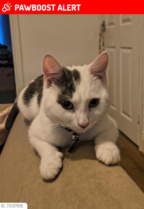 Lost Male Cat last seen Wallsend High street, Tyne and Wear, England NE28 7LT