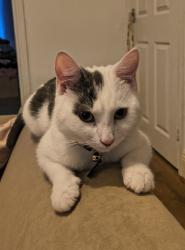 Lost Male Cat last seen Wallsend High street, Tyne and Wear, England NE28 7LT
