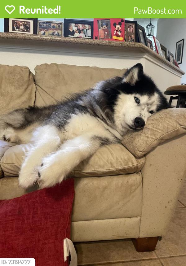 Reunited Male Dog last seen Near Franz Rd, Katy, TX 77493, USA, Katy, TX 77493