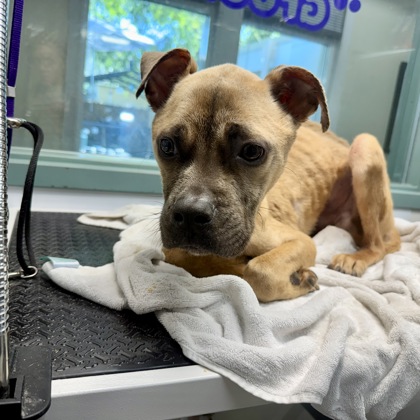 Shelter Stray Male Dog last seen 19th av/ E12th St, Oakland,, 1101 29th Ave, Oakland, CA 94601, USA