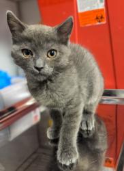 Shelter Stray Female Cat last seen E Olive and N Sunnyside, Fresno Zone Fresno CO 2 93727, CA, 1510 W Dan Ronquillo Dr, Fresno, CA 93706, USA