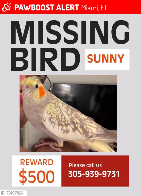 Lost Female Bird last seen Allapatah, Miami, FL 33142
