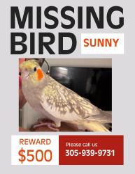 Lost Female Bird last seen Allapatah, Miami, FL 33142