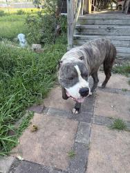 Found/Stray Male Dog last seen Parker Rd, Houston, TX 77093