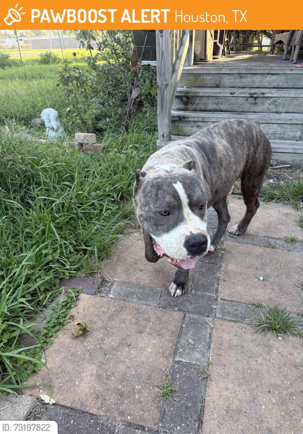 Found/Stray Male Dog last seen Parker Rd, Houston, TX 77093