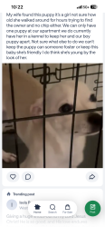 Reunited Female Dog last seen S Laredo and s hamilton, San Antonio, TX 78253