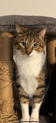 Reunited Male Cat last seen Absolute ave, Mississauga, ON L4Z 0A4