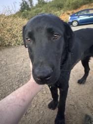 Found/Stray Male Dog last seen Near southeast hwy 162, Berry Creek, CA 95916