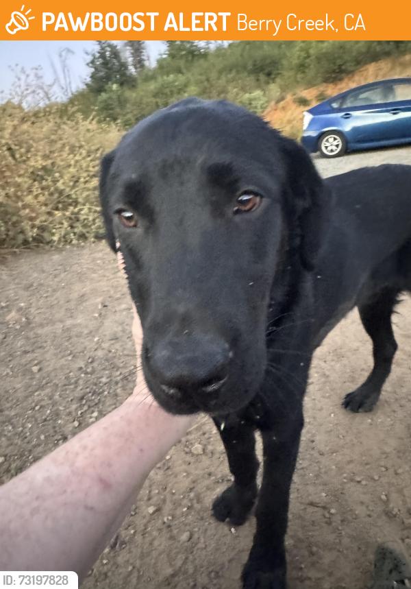 Found/Stray Male Dog last seen Near southeast hwy 162, Berry Creek, CA 95916