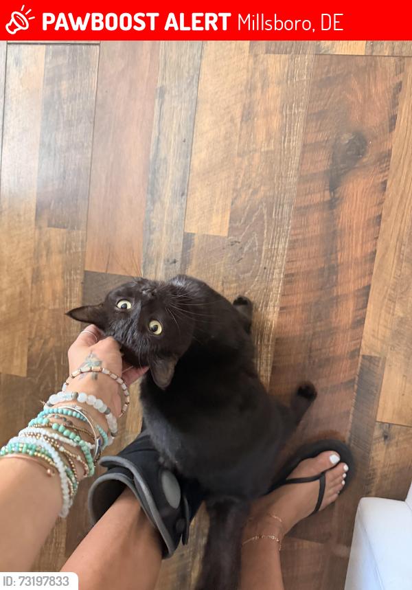Lost Female Cat last seen Burtons Crossing, Millsboro, DE 19966