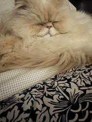 Lost Male Cat last seen Boulder Springs neighborhood, Mead Valley, CA 92570