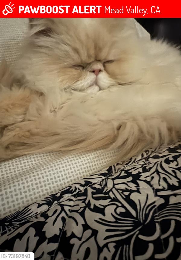 Lost Male Cat last seen Boulder Springs neighborhood, Mead Valley, CA 92570