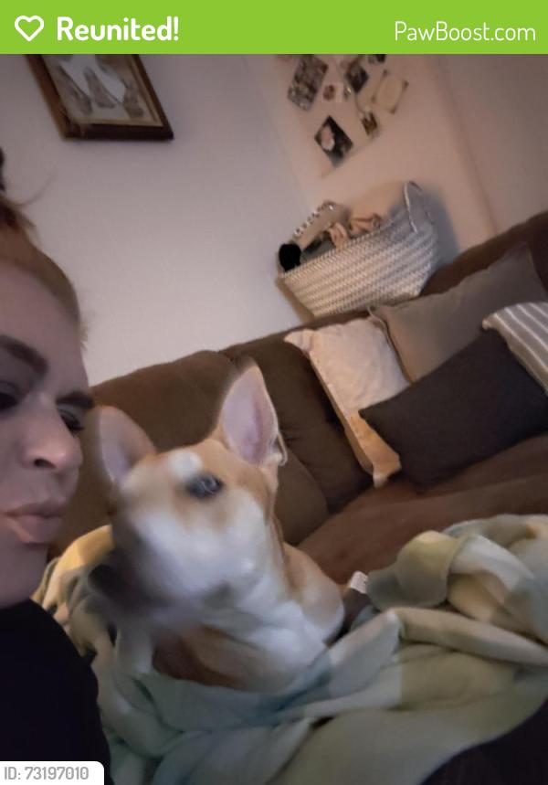 Reunited Male Dog last seen US highway 19, Clearwater, FL 33764