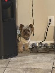 Lost Male Dog last seen Crater Avenue, Rialto, CA 92377