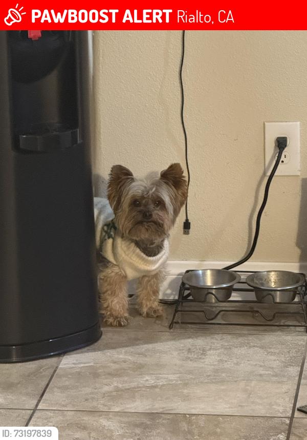 Lost Male Dog last seen Crater Avenue, Rialto, CA 92377