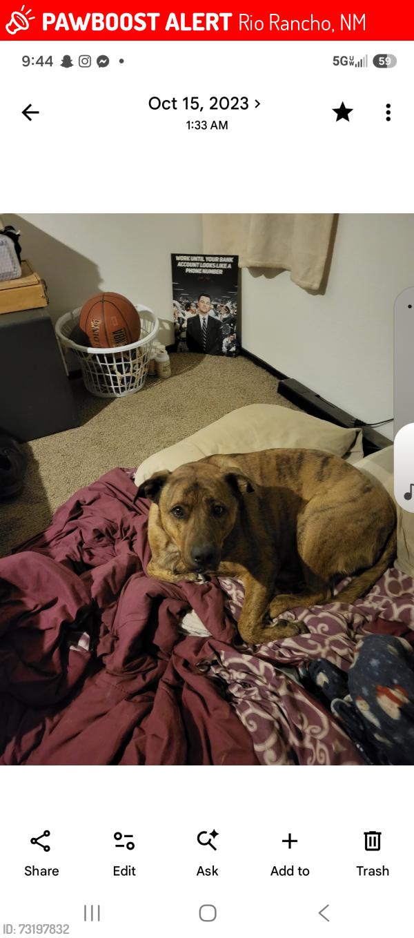 Lost Male Dog last seen Twinberry, Rio Rancho, NM 87144