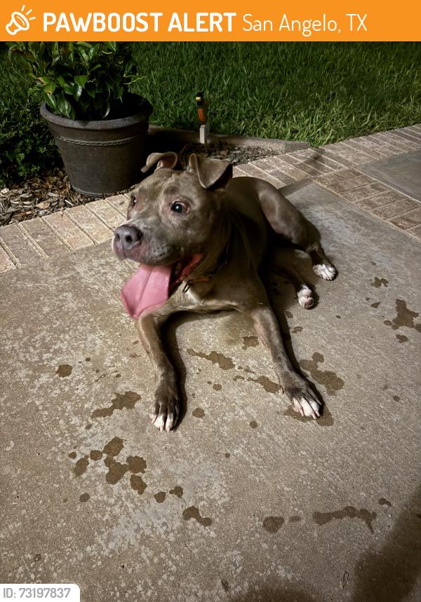 Found/Stray Female Dog last seen High point and scenic vista, San Angelo, TX 76904