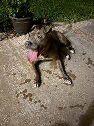 Found/Stray Female Dog last seen High point and scenic vista, San Angelo, TX 76904
