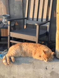 Lost Male Cat last seen Chelan Ranch Road/Purrtteman Gulch Road, Chelan County, WA 98816