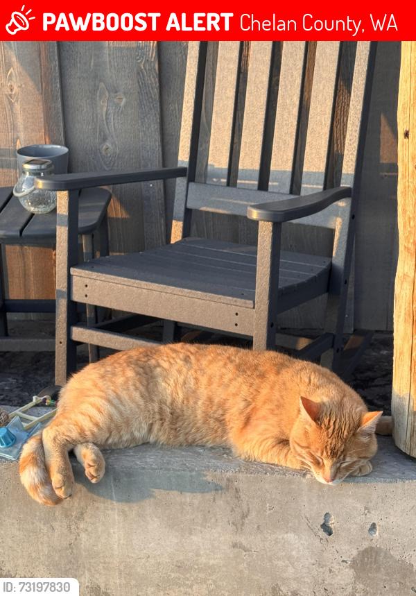 Lost Male Cat last seen Chelan Ranch Road/Purrtteman Gulch Road, Chelan County, WA 98816