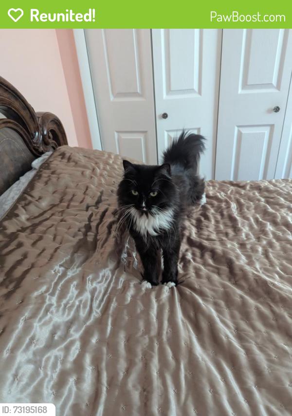 Reunited Female Cat last seen Willow Hill condominium, 13 mile/dequindre area, Madison Heights, MI 48071