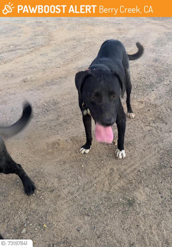 Found/Stray Male Dog last seen Near hwy 162 entrance on the shoulder, Berry Creek, CA 95916