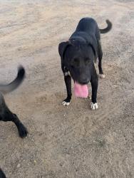 Found/Stray Male Dog last seen Near hwy 162 entrance on the shoulder, Berry Creek, CA 95916
