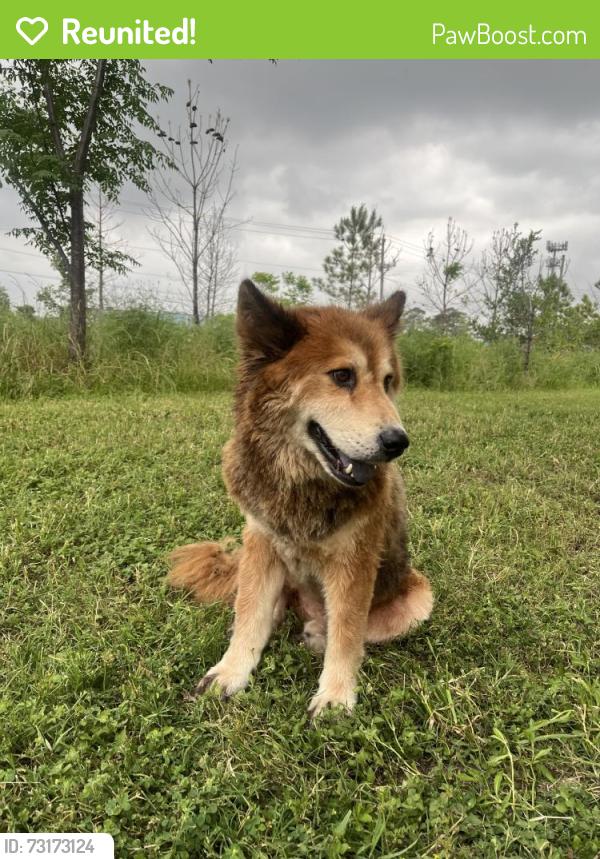 Reunited Male Dog last seen Old Spanish trail, Houston, TX 77023