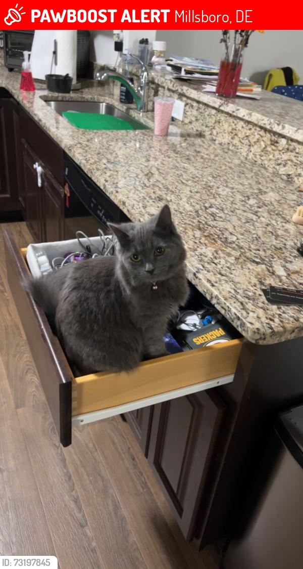 Lost Female Cat last seen Burtons Crossing, Millsboro, DE 19966