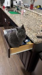 Lost Female Cat last seen Burtons Crossing, Millsboro, DE 19966