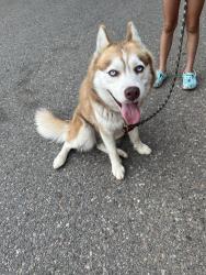 Reunited Female Dog last seen Harbison Canyon Rd and E Noakes St, San Diego County, CA 92021