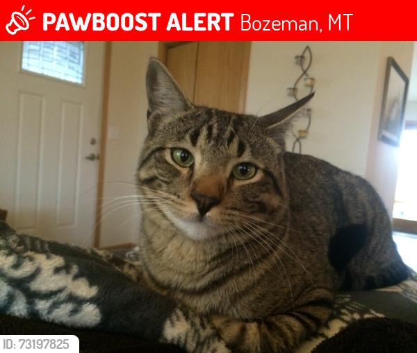 Lost Male Cat last seen Summer Cutoff Road, Bozeman, MT 59715