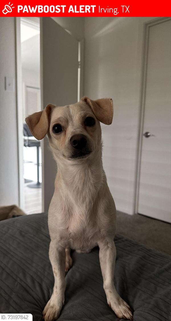 Lost Male Dog last seen Ester rd and country club, Irving, TX 75038