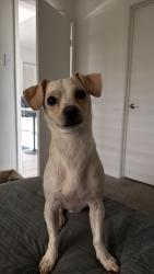 Lost Male Dog last seen Ester rd and country club, Irving, TX 75038