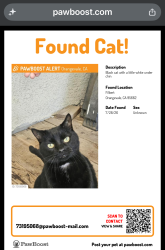 Lost Male Cat last seen Filbert Avenue, Orangevale, CA 95662