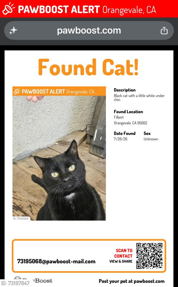 Lost Male Cat last seen Filbert Avenue, Orangevale, CA 95662